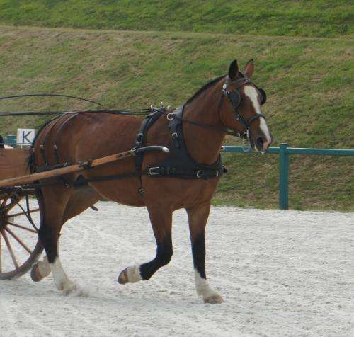 découvrez les caractéristiques du cheval cob normand, un cheval robuste et polyvalent, ainsi que ses utilisations en équitation, attelage et travail agricole.