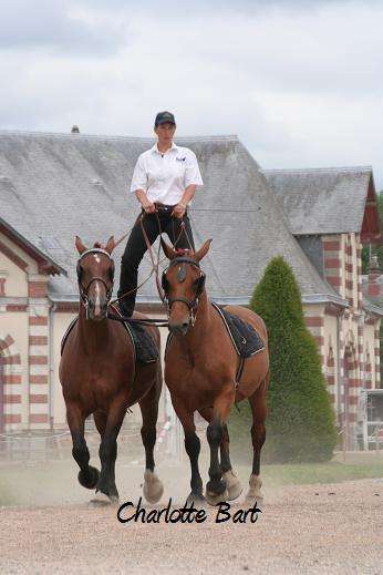 découvrez les caractéristiques du cheval cob normand, une race robuste et polyvalente, idéale pour l'équitation, le travail agricole et les randonnées.