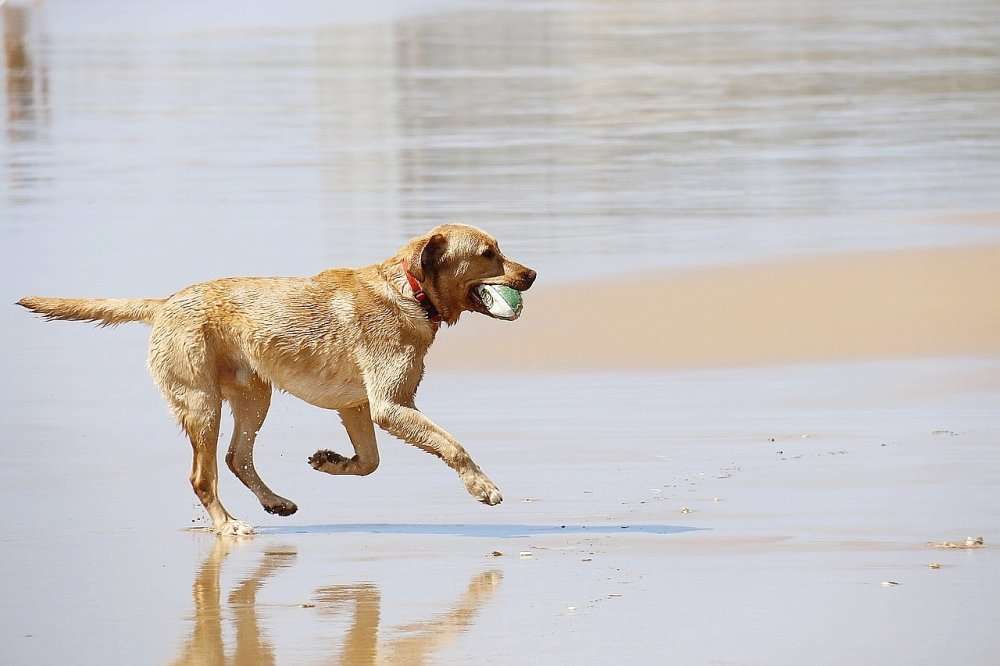 découvrez les meilleures plages en normandie où vos chiens sont les bienvenus pour des balades et baignades en toute liberté.