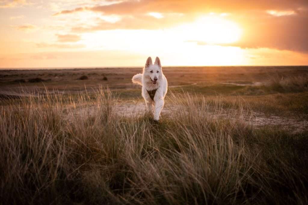 découvrez les meilleures plages en normandie où vos chiens sont les bienvenus pour des moments de détente et de jeu en bord de mer.
