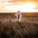 Plages autorisées aux chiens en normandie : où aller avec votre animal