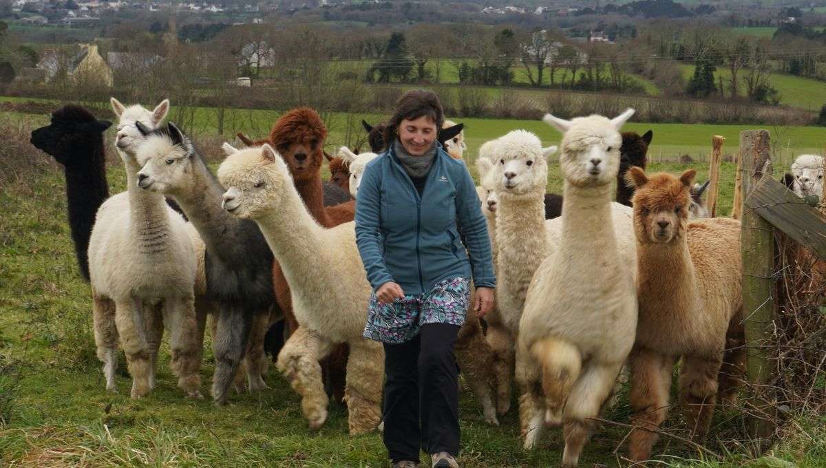 découvrez l'élevage authentique d'alpagas en normandie, alliant passion et tradition pour un élevage respectueux et naturel.
