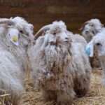 À la découverte des alpagas en Normandie : un élevage unique et authentique