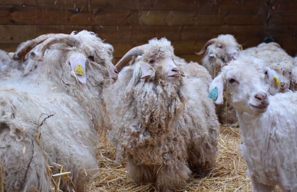 découvrez l'élevage authentique d'alpagas en normandie, alliant tradition et bien-être animal pour une expérience unique au cœur de la nature.