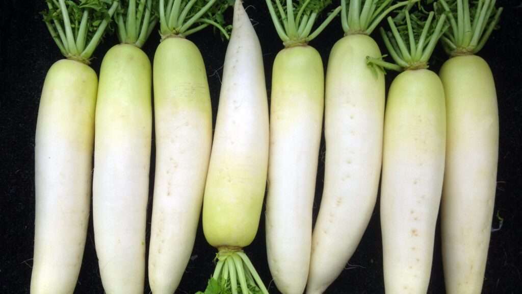 découvrez le daikon, un radis blanc asiatique croquant et savoureux, parfait pour vos recettes saines et variées.