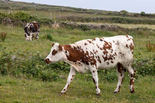 découvrez tout sur norman cow, une personnalité incontournable mêlant humour et créativité, et explorez son univers unique.