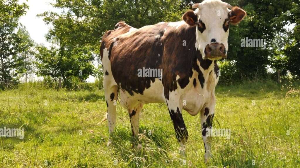 découvrez tout sur norman cow, un personnage emblématique de la culture populaire, connu pour son humour unique et ses aventures mémorables.