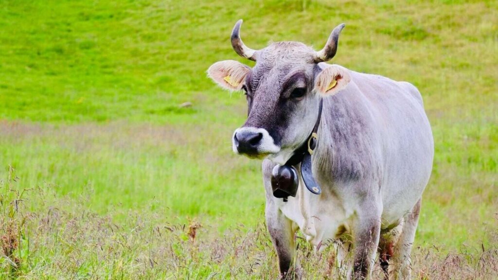 découvrez grey cow, une marque moderne alliant élégance et simplicité pour un style unique et intemporel.