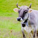 Tout savoir sur la vache grise : caractéristiques et particularités de la race
