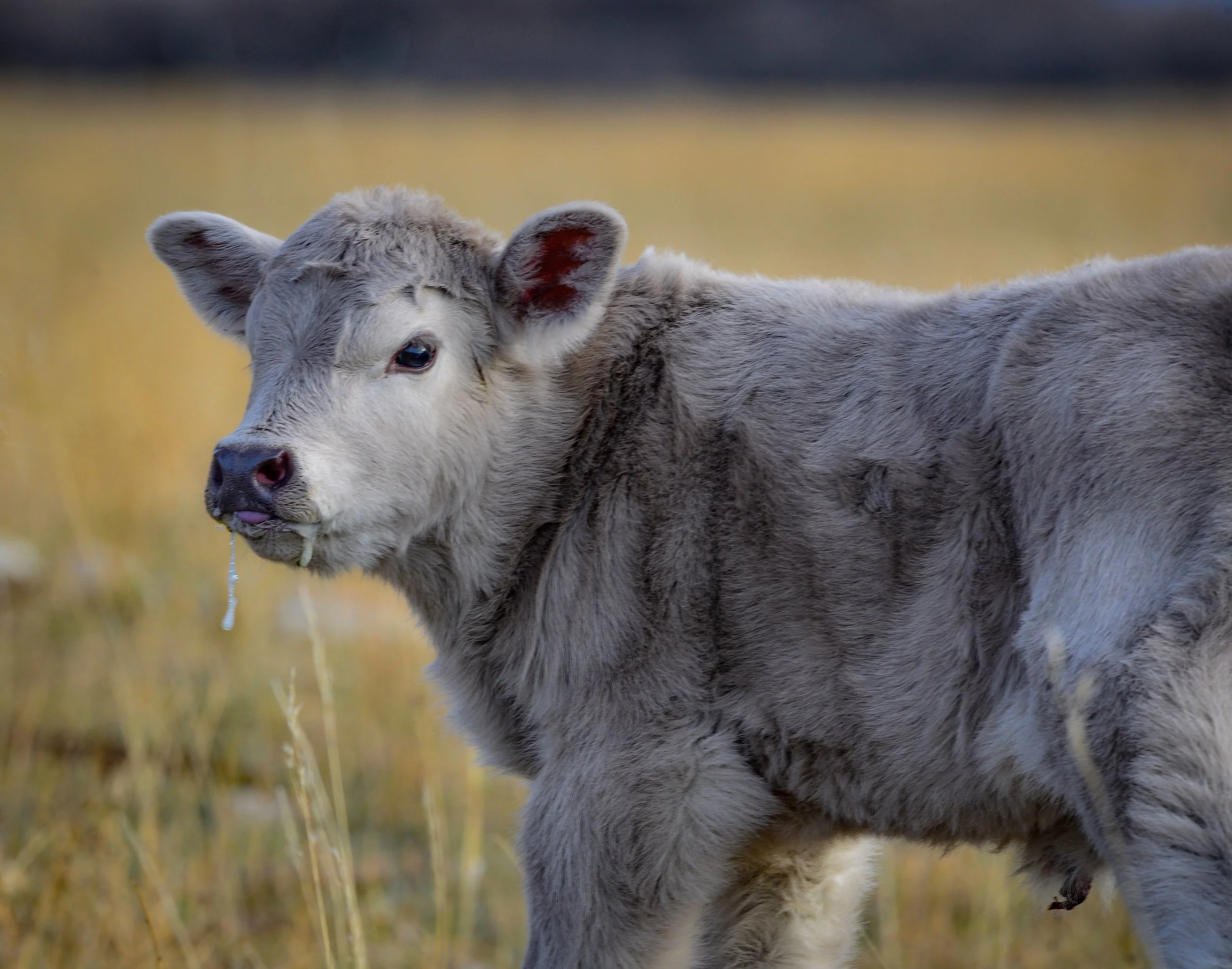 découvrez tout sur grey cow, une marque innovante alliant modernité et authenticité pour un style unique et contemporain.