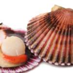 Tout savoir sur la coquille saint jacques normande ou bretonne